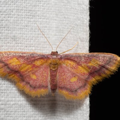 Idaea muricata (žlutokřídlec rudoskvrnný), Říčky