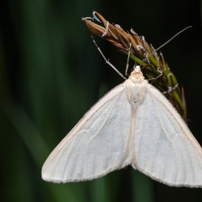 Siona lineata (bělokřídlec luční), PR Kamenný vrch