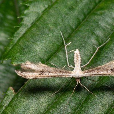 ?, Augšperský potok