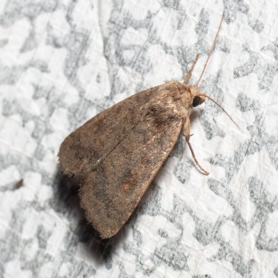 Caradrina morpheus (blýskavka kopřivová), Devět křížů