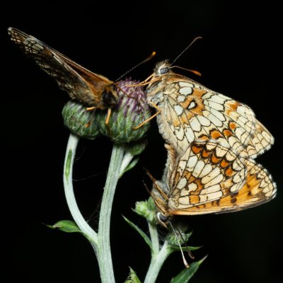 Melitaea athalia (hnědásek jitrocelový), PP Augšperský potok
