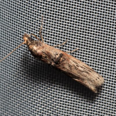 Nephopterix angustella (zavíječ úzký), NPP Malhotky