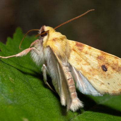 Xanthia icteritia (zlatokřídlec vrbový), PR Kamenný vrch