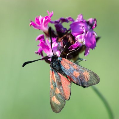 Zygaena loti (vřetenuška kozincová), PR Kamenný vrch