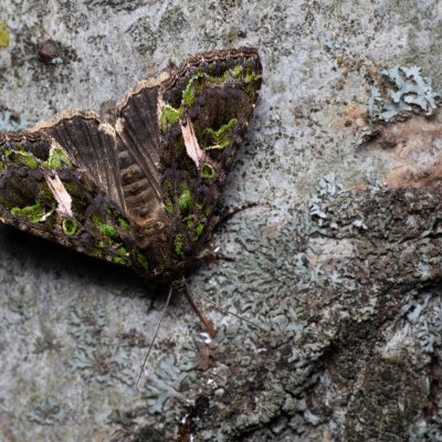 Trachea atriplicis (blýskavka lebedová), NPP Červený kopec
