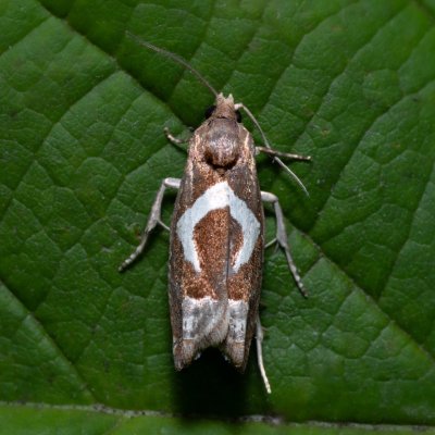 Epiblema foenella (obaleč skobovitý), Říčky