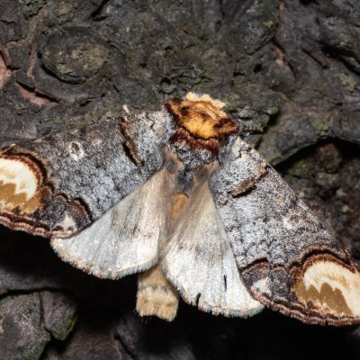 Phalera bucephala (vztyčnořitka lipová), PP Střelický les