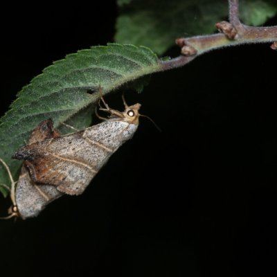 Laspeyria flexula (lišejnice šedá), u PP Černice