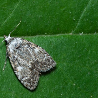 Meganola strigula (drobnuška buková), Žebětín