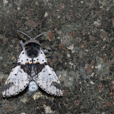 Furcula bicuspis (hranostajník březový), Říčky