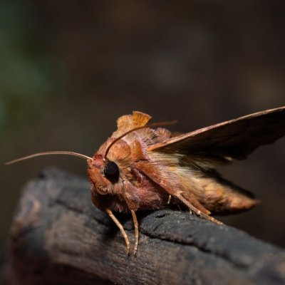Autographa jota (kovolesklec hluchavkový), NPP Jeskyně Pekárna