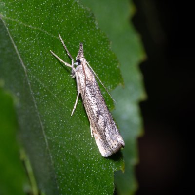 Agriphila geniculea (-), Hády - Ruženin lom