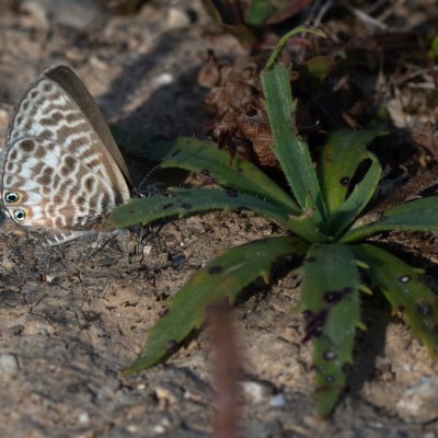 Leptotes pirithous (modrásek tažný), GR, Arakli, Korfu