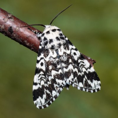 Panthea coenobita (běloskvrnka smrková), Devět křížů