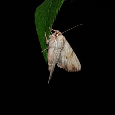Apamea lithoxylea (šedavka žlutavá), PP Augšperský potok