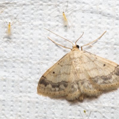 Idaea biselata (žlutokřídlec čtverotečný), Nebovidy
