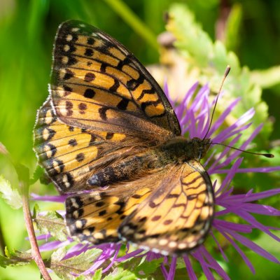 Argynnis aglaja (perleťovec velký), SK, Štôla
