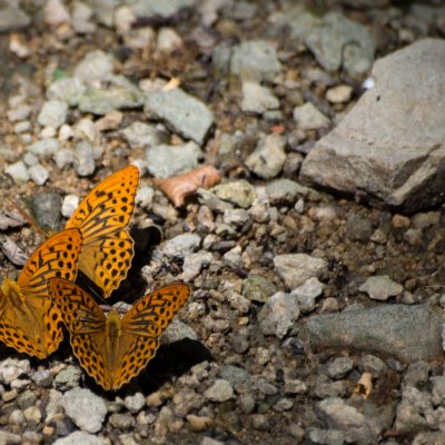 Argynnis paphia (perleťovec stříbropásek), NP Podyjí