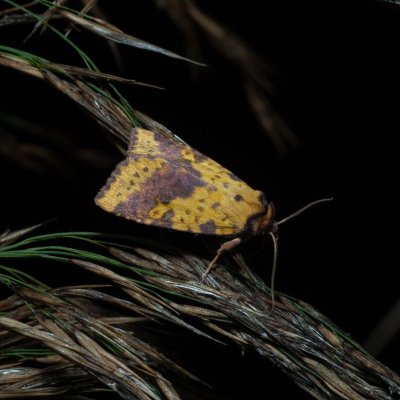 Xanthia togata (zlatokřídlec jívový), PP Střelická bažinka