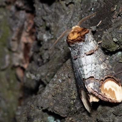 Phalera bucephala (vztyčnořitka lipová), PP Střelický les