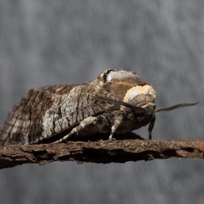 Cossus cossus (drvopleň obecný), Žebětín