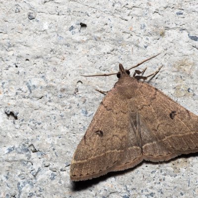 Zanclognatha zelleralis (žlutavka Zellerova), HR, Krasno