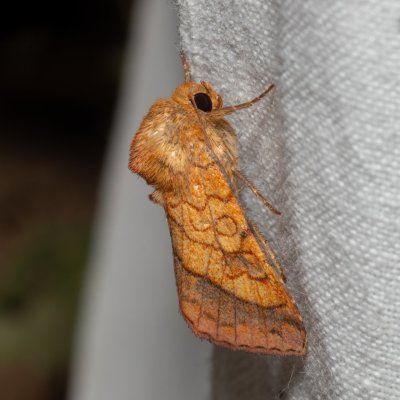 Pyrrhia umbra (černopáska kakostová), PP Na cvičišti