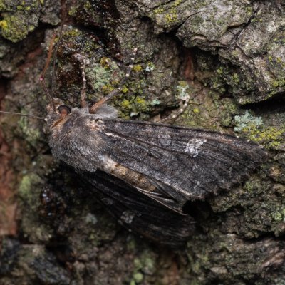 Mamestra brassicae (můra zelná), NPP Pouzdřanská step - Kolby