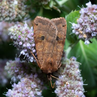 Xestia baja (osenice rulíková), Březina