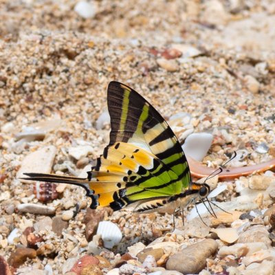 Graphium antiphates (-), TH, Railay