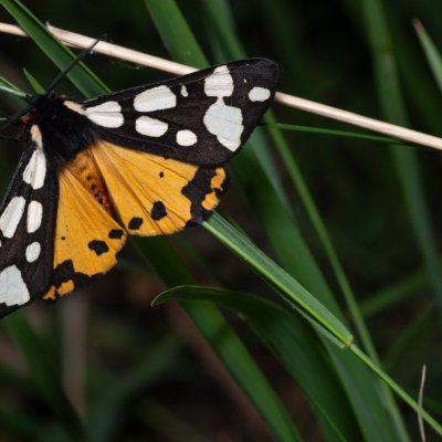 Arctia villica (přástevník špenátový), Kobylí