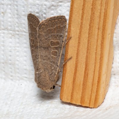 Hoplodrina ambigua (blýskavka jitrocelová), Augšperský potok