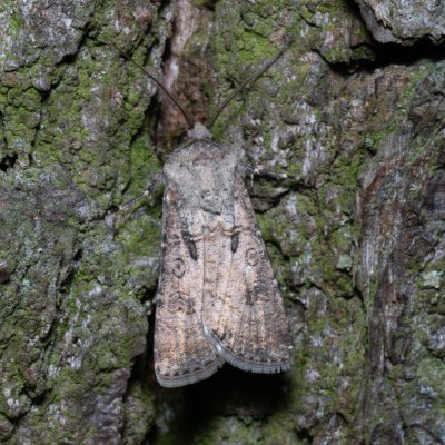 Agrotis segetum (osenice polní), Kamenný vrch