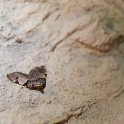 Anticlea derivata (píďalka černopruhá), PR Průchodnice