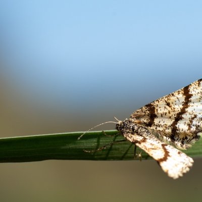 Ematurga atomaria (tmavoskvrnáč vřesový), PP Hochberk