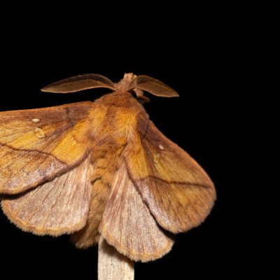 Euthrix potatoria (bourovec trávový), Devět křížů