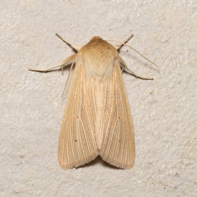 Mythimna pallens (plavokřídlec stepní), Kývalka