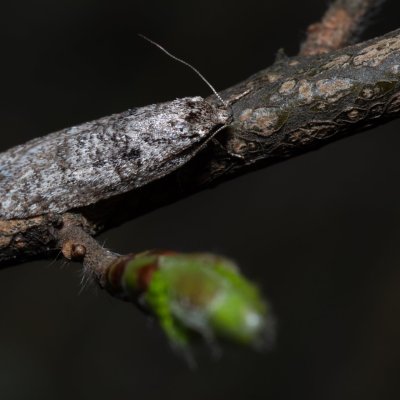 , Podkomorské lesy, Kopeček