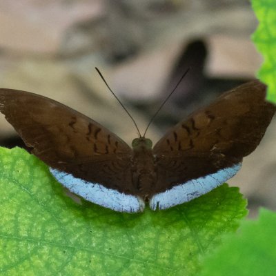 Tanaecia julii (-), TH, Krabi