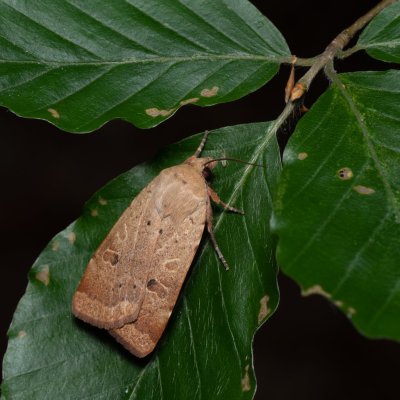 Noctua comes (osenice prvosenková), Žebětín