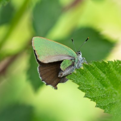 Callophrys rubi (ostruháček ostružinový), Augšperský potok