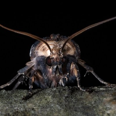 Xylena exsoleta (dřevobarvec bodlákový), Žebětín