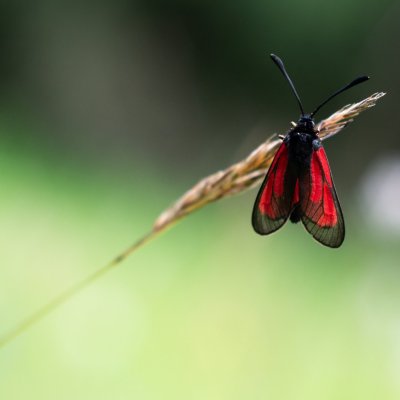 Zygaena purpuralis/minos (vřetenuška mateřídoušková/přehlížená), NPP Švařec