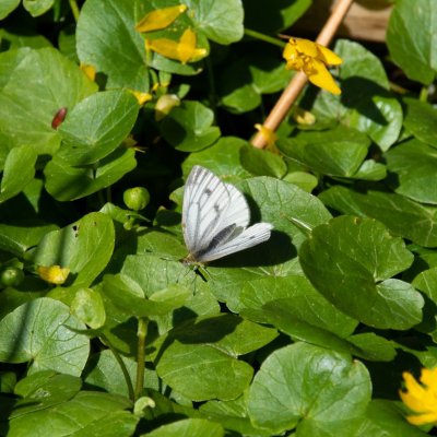 Pieris napi (bělásek řepkový), Jehnice