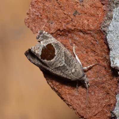 Notocelia uddmanniana (obaleč ostružníkový), Devět křížů