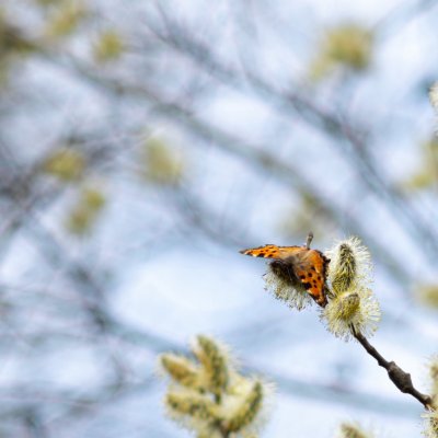 Nymphalis polychloros (babočka jilmová), Podkomorské lesy