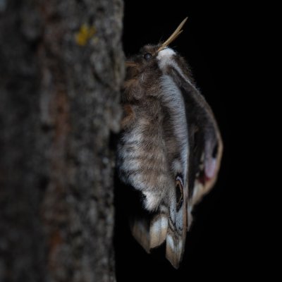 Saturnia pavoniella (martináč podobný), Devět křížů