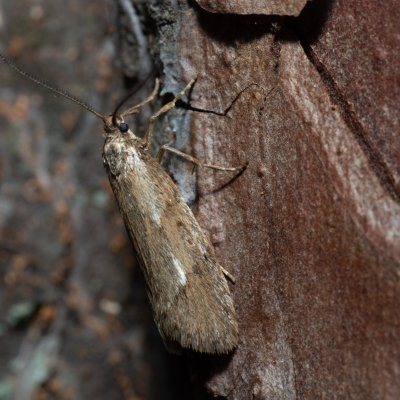 Diurnea lipsiella (šedivěnka podzimní), Žebětín