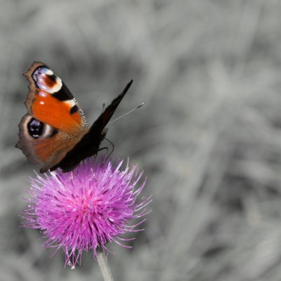 Aglais io (babočka paví oko), PP Augšperský potok