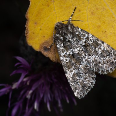 Polymixis polymita (pestroskvrnka hnědoskvrnná), PP Na cvičišti